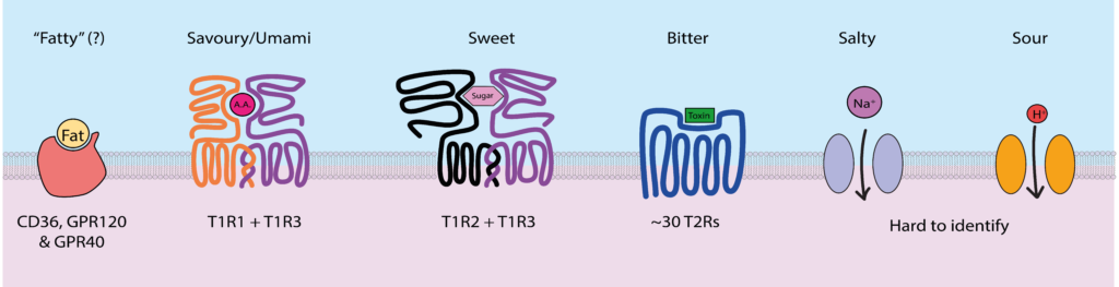 i recettori del gusto, proteine immerse nella membrana cellulare