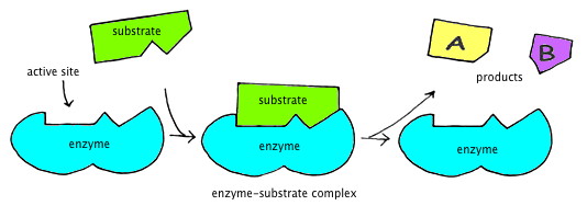 Immagine che rappresenta il funzionamento di un enzima: il substrato si lega al sito attivo, l'energia di attivazione si abbassa e avviene la reazione che porta alla formazione dei prodotti.